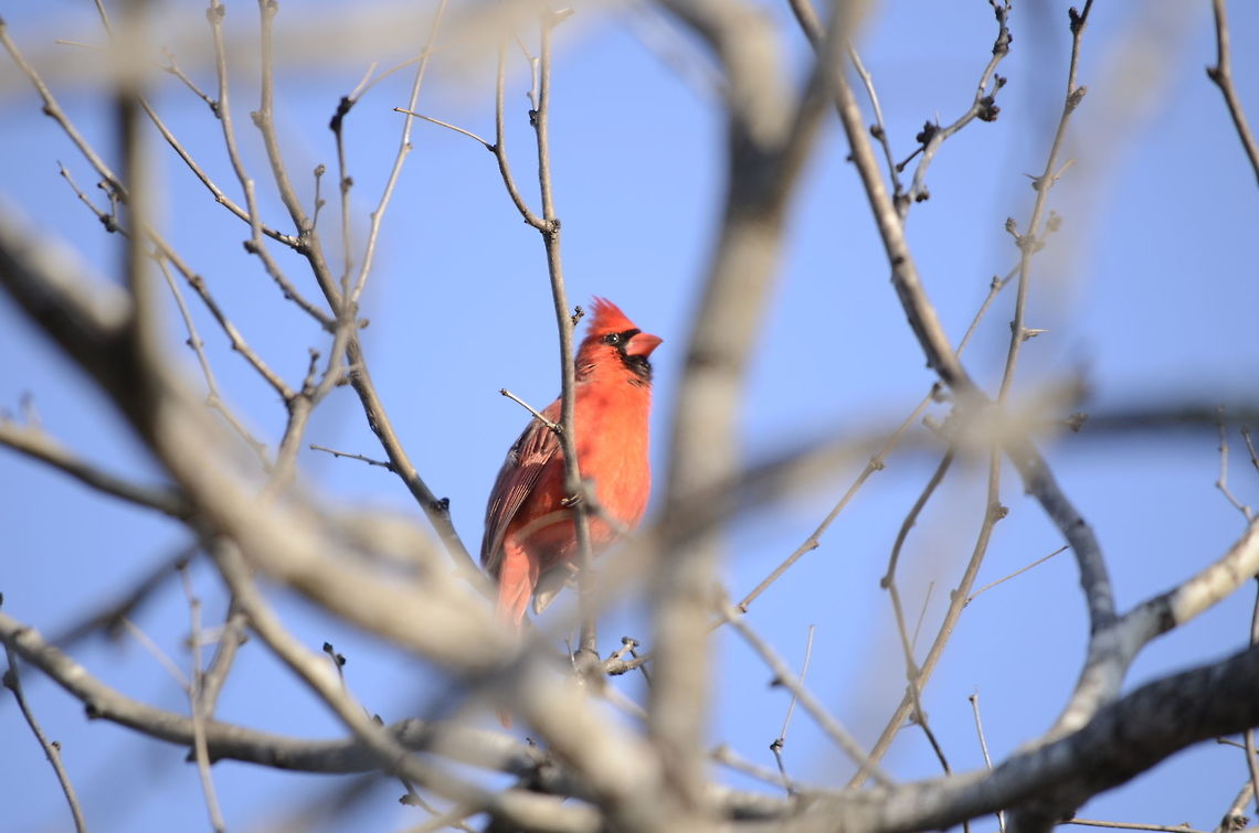 Texas Cardinal  Cardinalis cardinalis,Geotagged,Northern Cardinal,United States,Winter