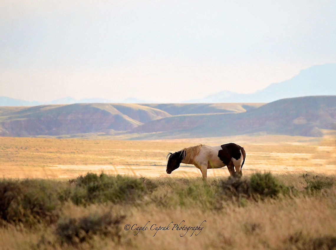 Painted Mustang  Equus ferus,Geotagged,Summer,United States,Wild horse