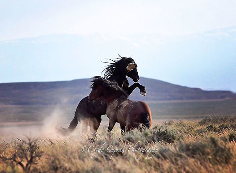 Take A Stand  Geotagged,Summer,United States