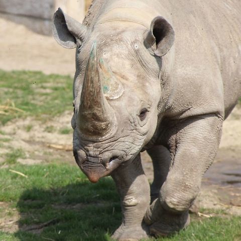 Black Rhino at Howletts Wildlife Park Female Black Rhino Black rhinoceros,Diceros bicornis