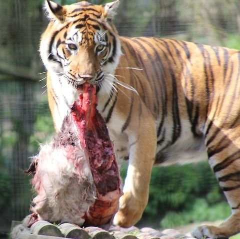 Sumatran Tiger at Howletts Wildlife Park Had to shoot through two lots of gate fencing, so quite a clear shot of tiger enjoying his dinner. Panthera tigris sumatrae,Sumatran tiger