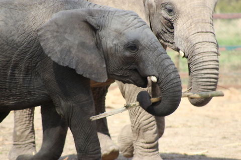 African Elephants Elephant play African bush elephant,Geotagged,Loxodonta africana,Spring,United Kingdom