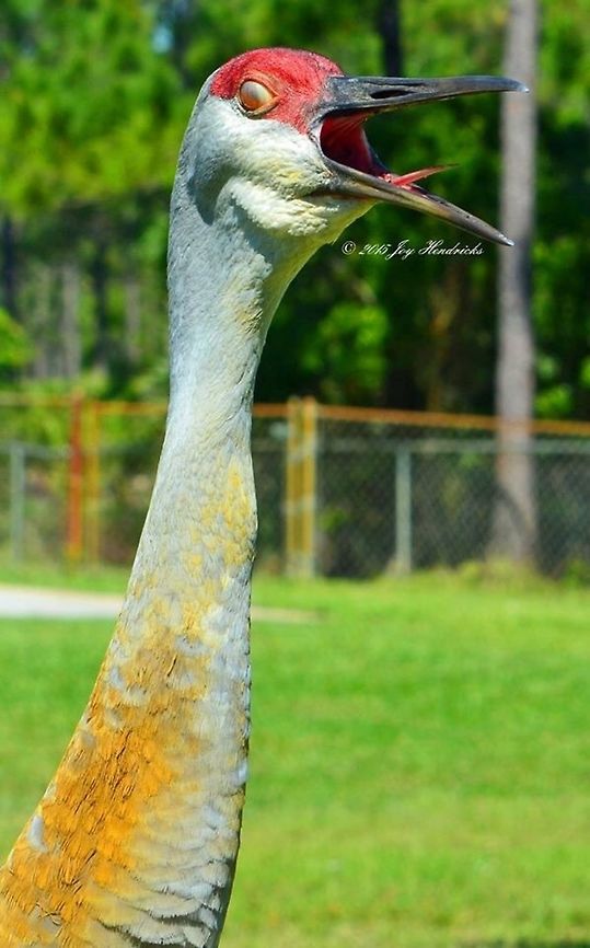 Sandhill Crane Sandhill Crane yawning Geotagged,Grus canadensis,Sandhill Crane,United States