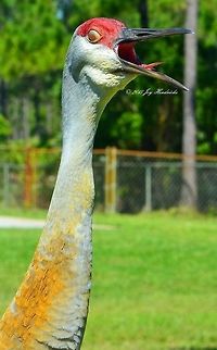 Sandhill Crane Sandhill Crane yawning Geotagged,Grus canadensis,Sandhill Crane,United States