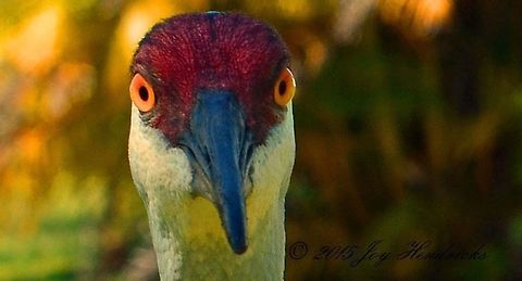 Looking at you.. This Sandhill Crane was very curious about my camera.  Geotagged,Grus canadensis,Sandhill Crane,United States