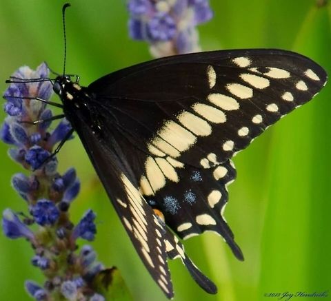 Butterfly Out on a walk and came across this beautiful butterfly  Black Swallowtail,Geotagged,Papilio polyxenes,United States