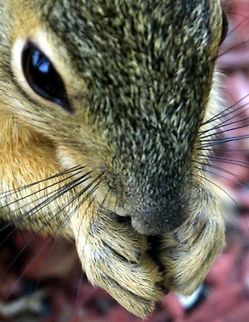 Common squirrel  Common squirrel,Eastern gray squirrel,Sciurus carolinensis