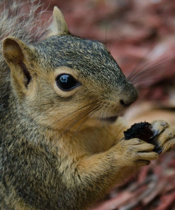 image  Eastern gray squirrel,Sciurus carolinensis