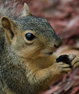 image  Eastern gray squirrel,Sciurus carolinensis