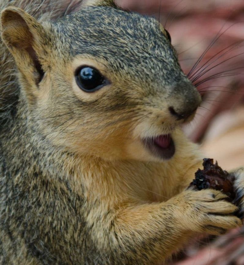Common squirrel  Common squirrel,Eastern gray squirrel,Sciurus carolinensis