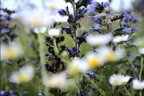 Flowers in Collingwood, Ontario  Flowers,daisies,ontario,purple