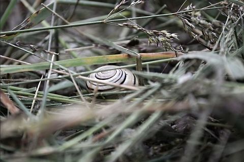 Lone snail hiding in the depths of grass  Canada,Cepaea nemoralis,Geotagged,Grove snail,Spring,grass,ontario,snail