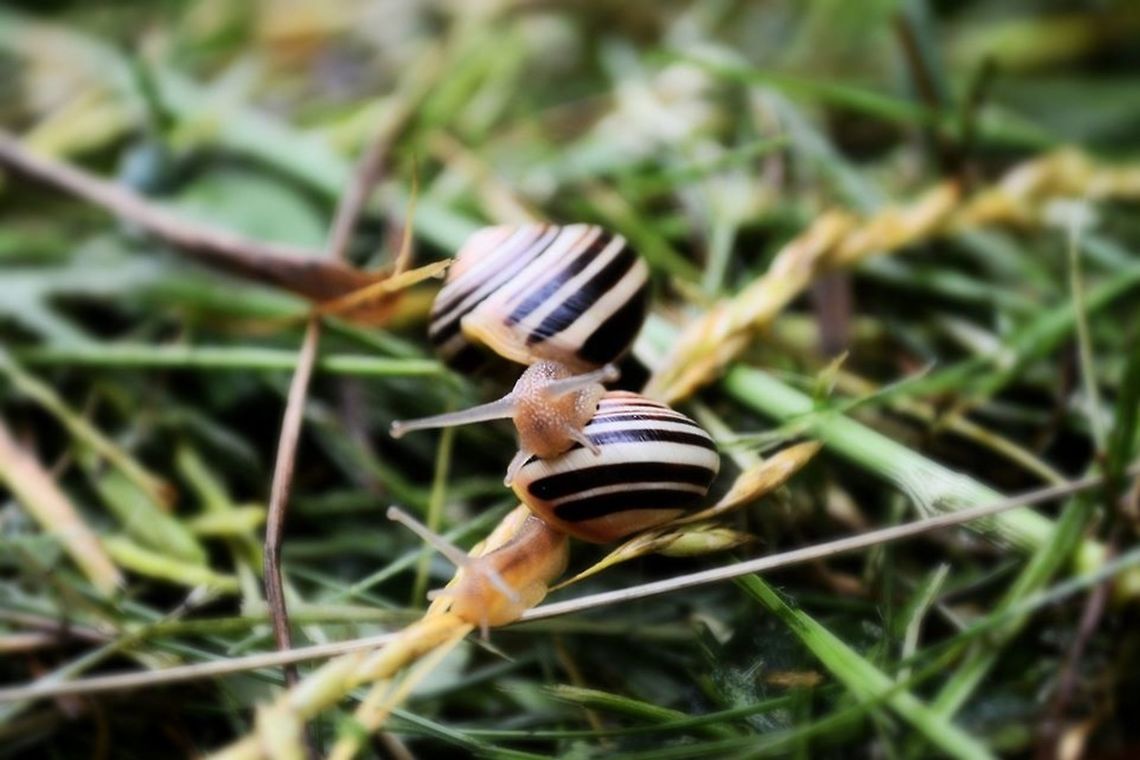 Snails playing around I've heard that snails often climb on top of each other either because they are mating or cleaning algae off of one another... or simply having some fun! Canada,Cepaea nemoralis,Geotagged,Grove snail,Spring,algae,canada,climb,grass,ontario,shell,snails