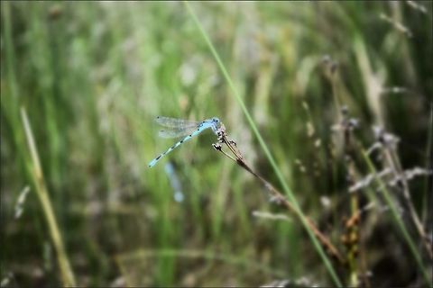 Small Dragonfly Having a Break I had been walking around trying to capture this little guy for about 15 minutes, until he finally grew tired and decided to have a break! animalia,arthropoda,blue,coenagrionidae,damselfly,grass,insecta,little,odonata,rest,zygoptera