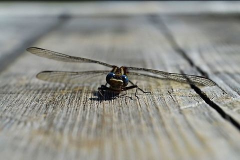 das  Canada,Geotagged,Spring,animalia,anisoptera,arthropoda,blue,dragonfly,eyes,gomphidae,insecta,odonata