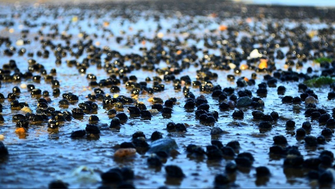 Snails in Cape Cod Thousands of snails line the sand in Cape Cod Geotagged,Great pond snail,Lymnaea stagnalis,Spring,United States,beach,cape cod,ocean,sand,snails