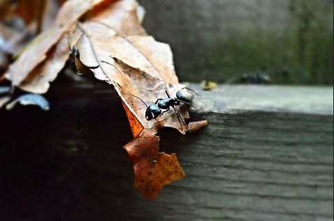 Large Ant Crawling on a Leaf in my Backyard  ant,big,leaf,summer