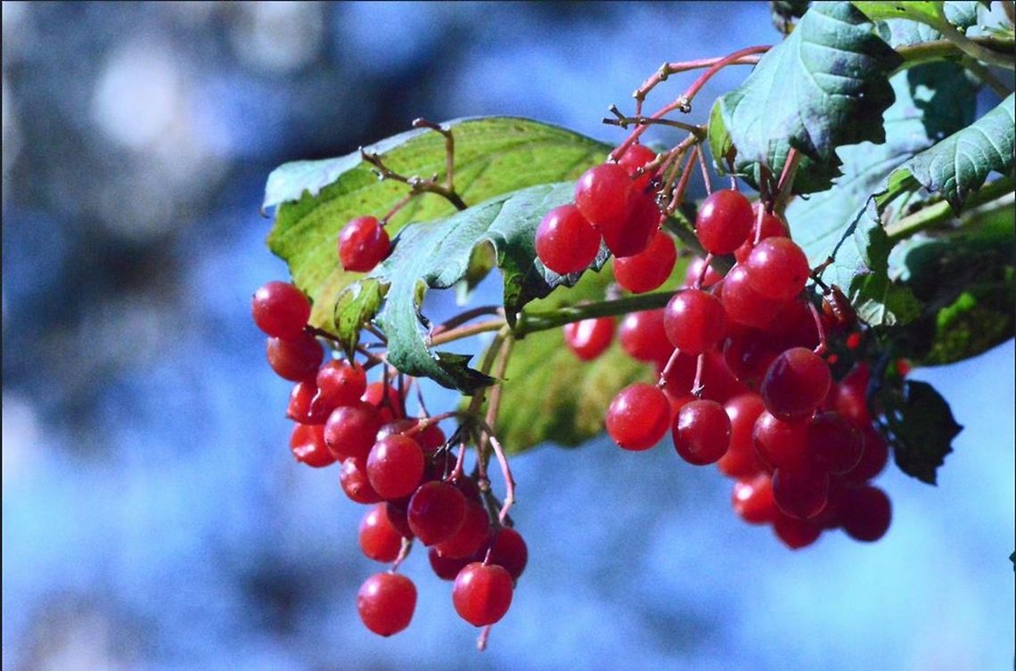 Wild Berries  Viburnum trilobum,berries,plant,wild