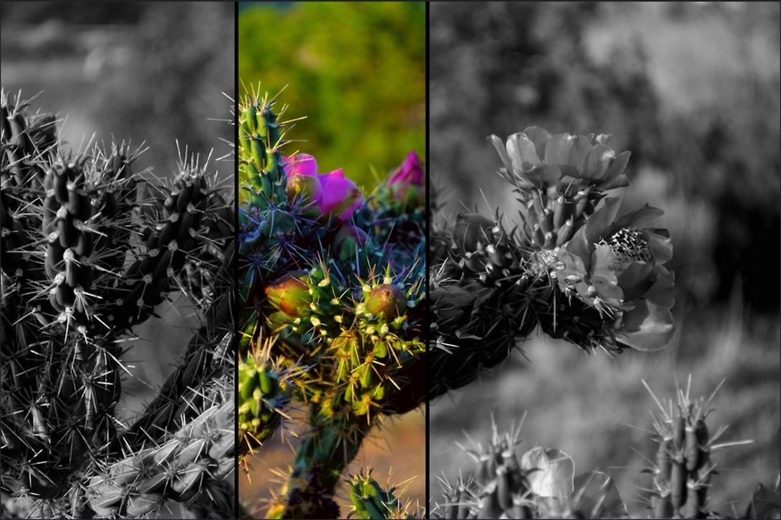 Santa Fe Had a lot of fun with this gorgeous plant Geotagged,Lady of The Night Cactus,Spring,United States,cacti,cactus,cereus hexagonus,new mexico,plant,santa fe