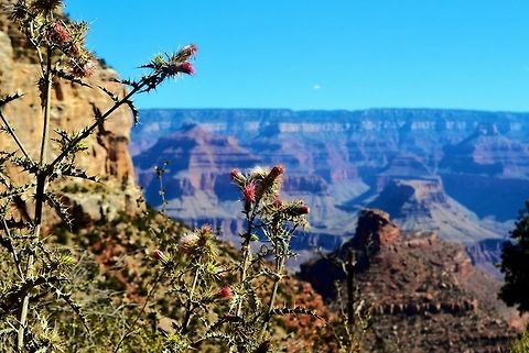 Grand Canyon Beautiful Cacti over the grand canyon Geotagged,Spring,United States,cacti,cactus,colorful,grand canyon