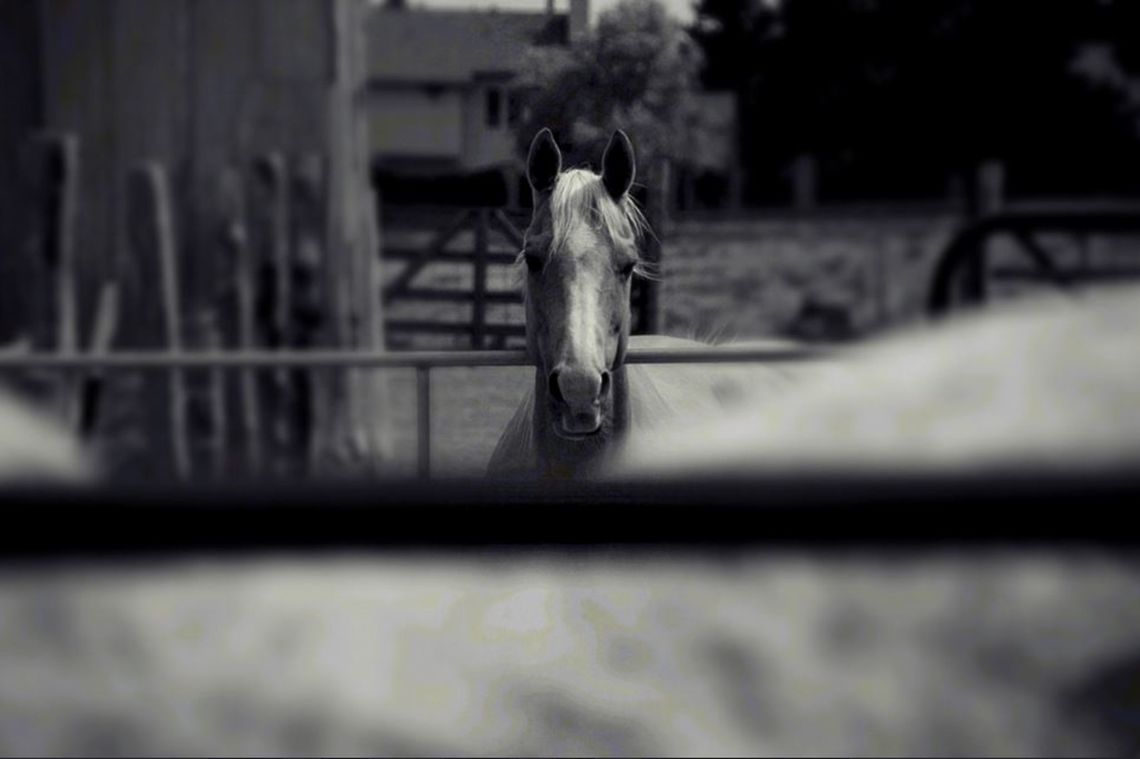 Horse Beautiful horse looking for some attention in Santa fe, NM Domestic horse,Equus ferus caballus,Geotagged,Spring,United States,horse,new mexico,santa fe