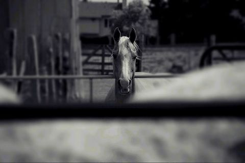 Horse Beautiful horse looking for some attention in Santa fe, NM Domestic horse,Equus ferus caballus,Geotagged,Spring,United States,horse,new mexico,santa fe