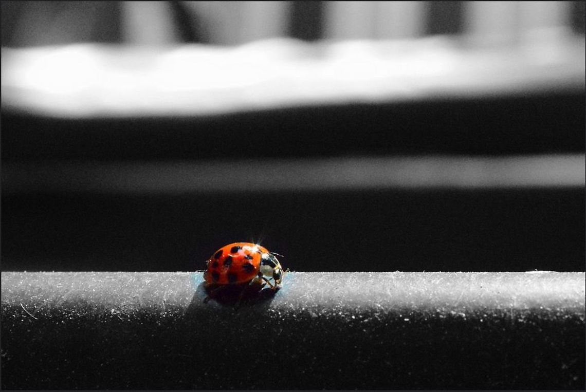 Ladybug Sun hits a ladybug in my backyard on a sunny day Canada,Geotagged,Harlequin ladybird,Harmonia axyridis,Spring,climb,ladybug,red,sun