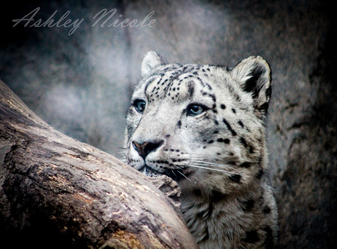 IMG_1460  Snow leopard,Uncia uncia