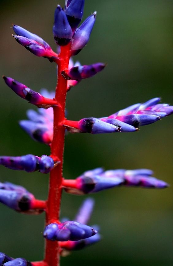 Aechmea bromeliad Probably a hybrid Aechmea dichlamydea