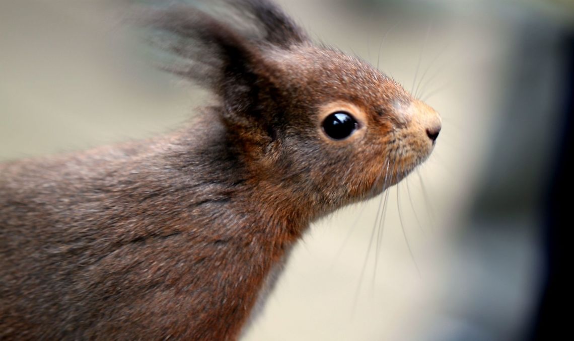 IMG_0249  Red Squirrel,Sciurus vulgaris