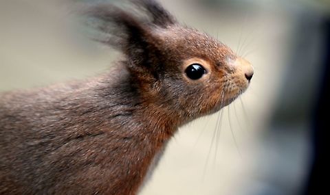 IMG_0249  Red Squirrel,Sciurus vulgaris