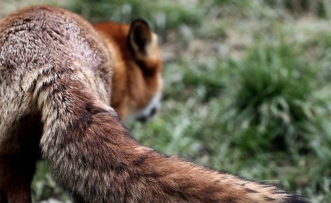 IMG_0327  Red Fox,Vulpes vulpes