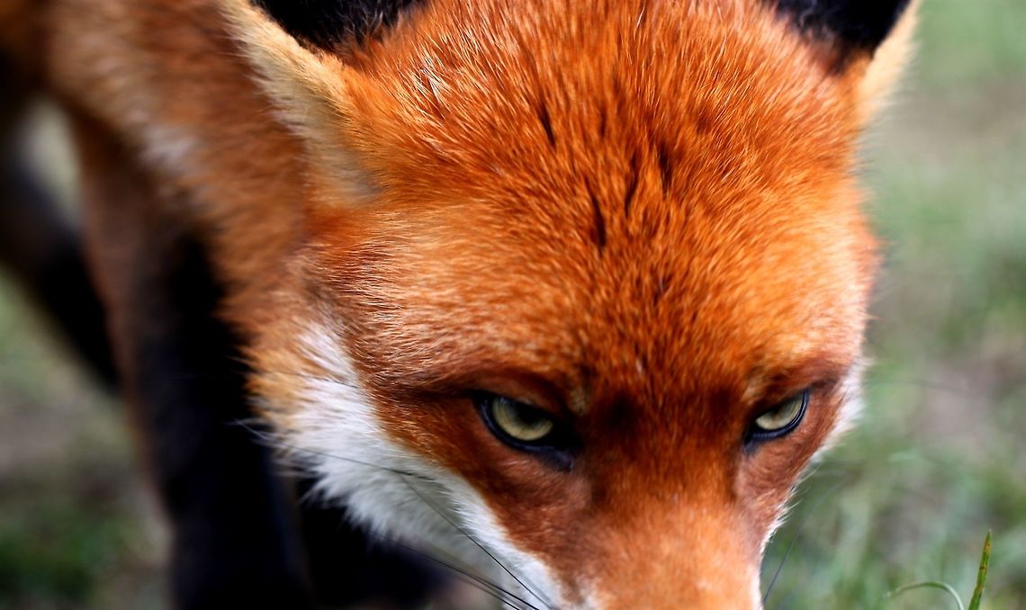 IMG_0348  Red Fox,Vulpes vulpes