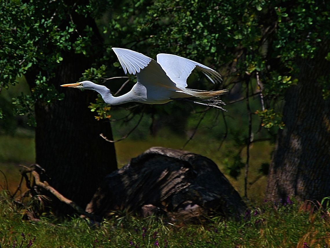 White Egret in flight | Roseville, CA White Egret in flight in Roseville, CA.<br />
<br />
*To get a better view (less dark) please click the photo and go to load original. Ardea alba,Geotagged,Great egret,Habenaria radiata,Spring,United States,White Egret Flower,great white egret,white birds,white egret