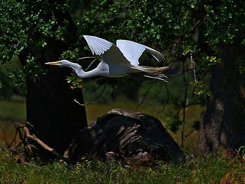 White Egret in flight | Roseville, CA White Egret in flight in Roseville, CA.

*To get a better view (less dark) please click the photo and go to load original. Ardea alba,Geotagged,Great egret,Habenaria radiata,Spring,United States,White Egret Flower,great white egret,white birds,white egret