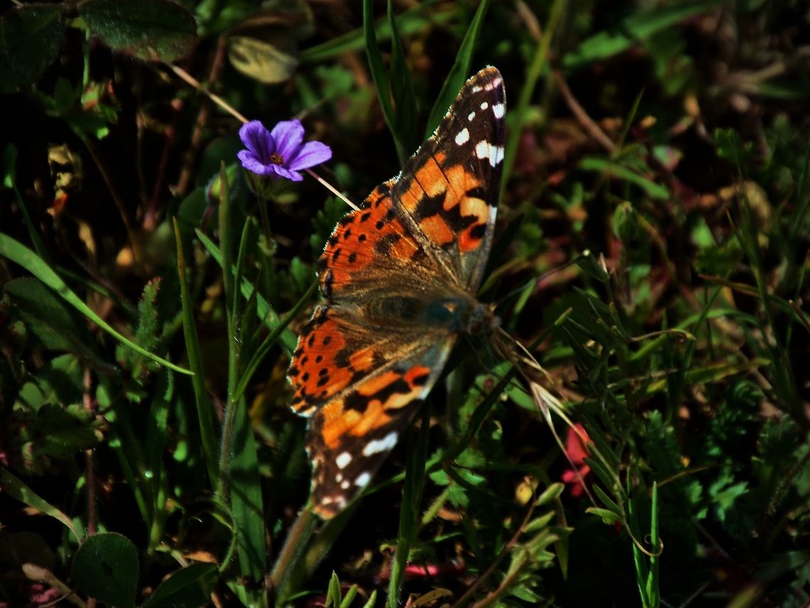 Painted Lady Butterfly Painted lady butterfly taken in Roseville, CA.<br />
<br />
*please click the image and load original for a better view (less dark) Butterfly,Geotagged,Spring,United States,Vanessa cardui,butterflies,painted lady