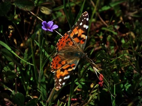 Painted Lady Butterfly Painted lady butterfly taken in Roseville, CA.

*please click the image and load original for a better view (less dark) Butterfly,Geotagged,Spring,United States,Vanessa cardui,butterflies,painted lady
