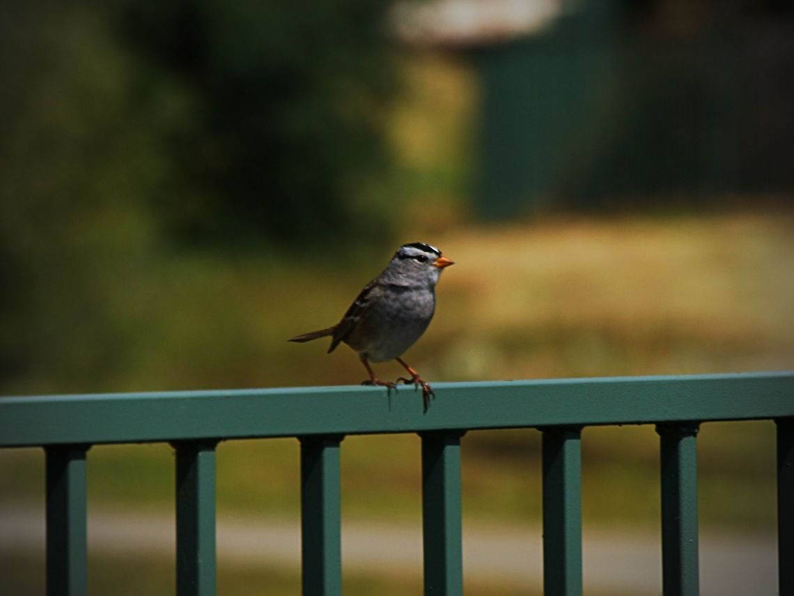 White Crowned Sparrow White Crowned Sparrow, taken in Roseville, CA<br />
<br />
*please click the image and select load original for a better view (less dark) Geotagged,Spring,United States,White-crowned Sparrow,Zonotrichia leucophrys