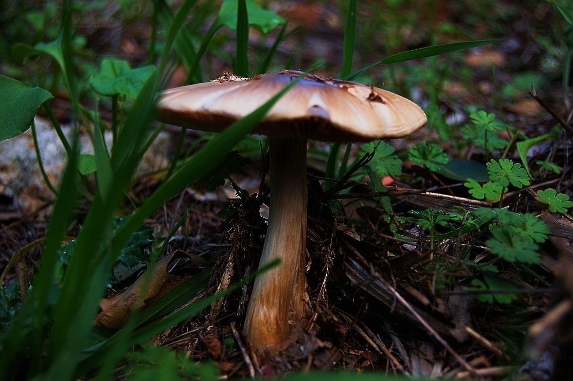 California mushroom I don&#039;t know what mushroom this is. I tried looking, it&#039;s probably super common but I can&#039;t figure it out.<br />
<br />
*please click image and load original for a better view Geotagged,United States,Winter