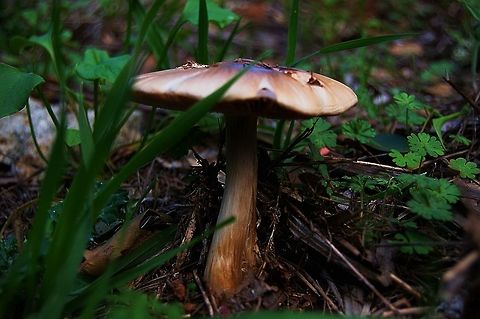 California mushroom I don't know what mushroom this is. I tried looking, it's probably super common but I can't figure it out.

*please click image and load original for a better view Geotagged,United States,Winter