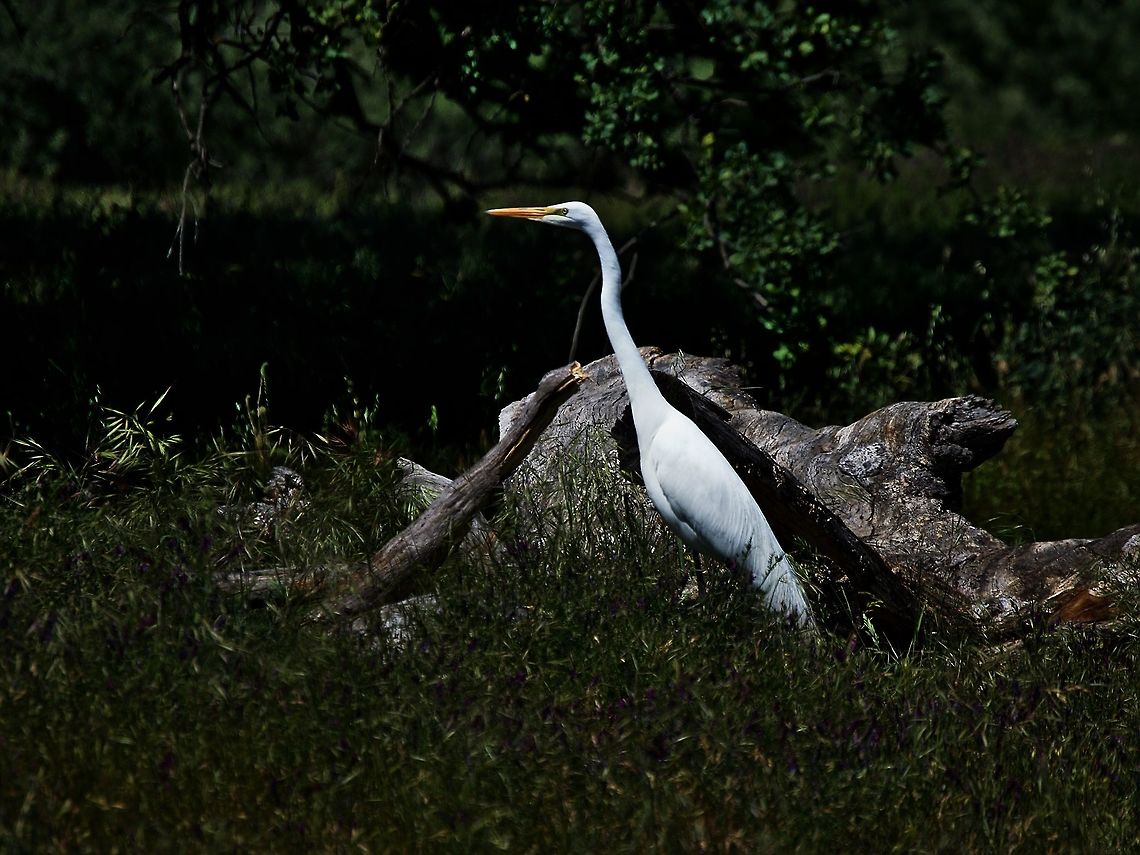Great white egret Taken in Roseville, CA. I have the nikon kit lens that goes to 200mm, so I was pretty excited I got to get this close before it flew away.<br />
<br />
*please view the HD image, it&#039;s much less dark. Ardea alba,Birds,California,Geotagged,Great egret,Roseville,Spring,United States,bird,egret,white birds,white egret