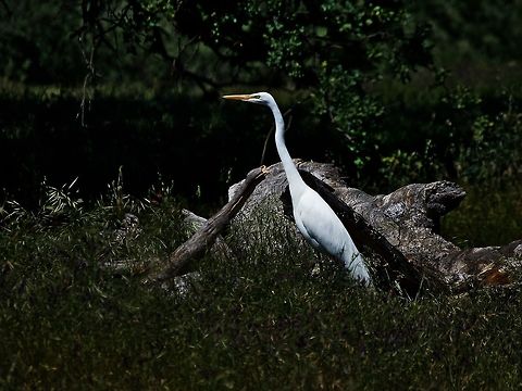 Great white egret Taken in Roseville, CA. I have the nikon kit lens that goes to 200mm, so I was pretty excited I got to get this close before it flew away.

*please view the HD image, it's much less dark. Ardea alba,Birds,California,Geotagged,Great egret,Roseville,Spring,United States,bird,egret,white birds,white egret