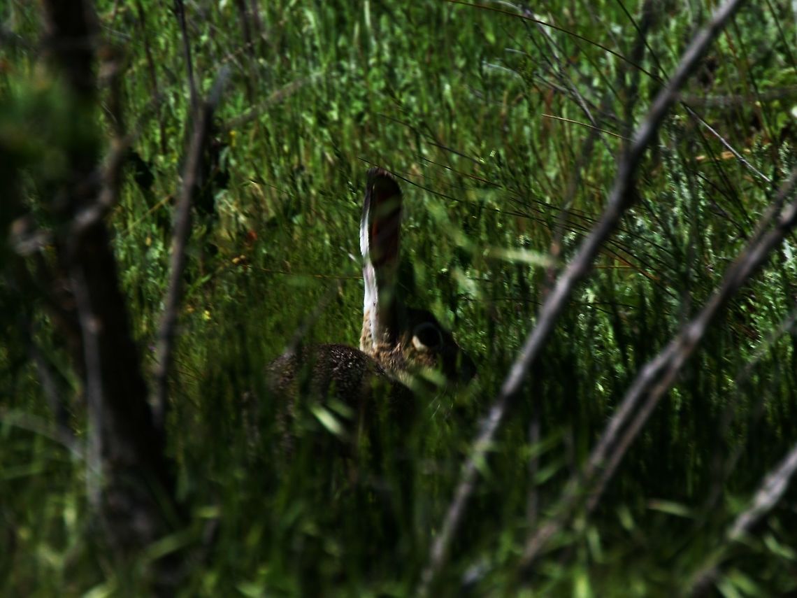 Black-tailed jackrabbit hiding in the grass Always fun to catch these little guys, they are usually gone before I can get the camera focused. Taken in Roseville, CA.<br />
<br />
*please view the HD image Black-tailed jackrabbit,California,Geotagged,Jack Rabbit,Lepus californicus,Roseville,Spring,United States,bunny