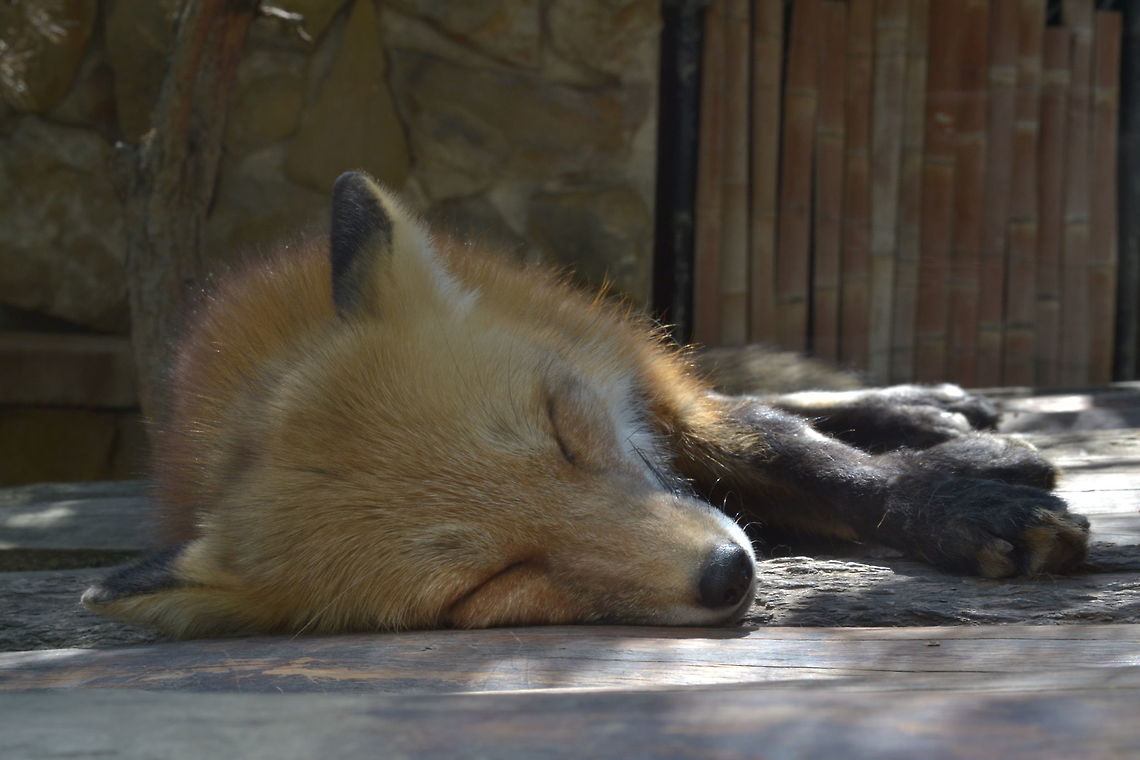 Nap time a  fox taking  a nap. Boise  zoo  Idaho. Red Fox,Vulpes vulpes