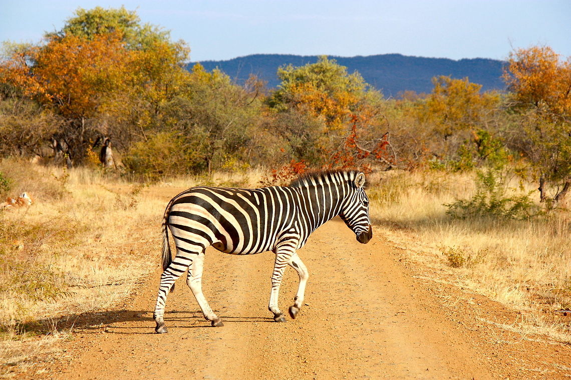Autumn zebra It&#039;s Autumn in Africa. A picture of autumn coloured trees and a zebra say more than words. Burchells zebra,Equus quagga burchellii,Fall,Geotagged,Madikwe,South Africa,autumn