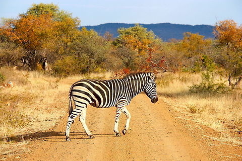 Autumn zebra It's Autumn in Africa. A picture of autumn coloured trees and a zebra say more than words. Burchells zebra,Equus quagga burchellii,Fall,Geotagged,Madikwe,South Africa,autumn