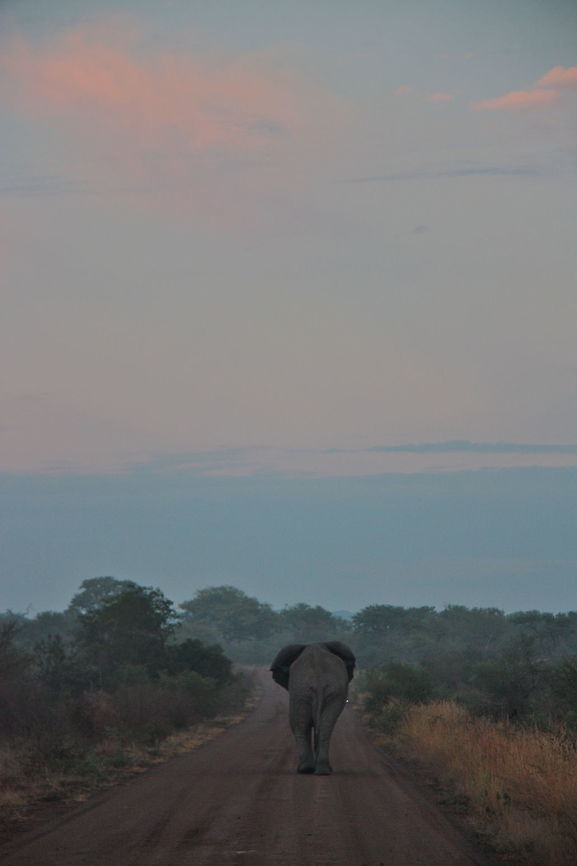 Goodmorning bush elephant The elephant didn't show any interest in us and just wondered off ... African Bush Elephant,African bush elephant,Fall,Geotagged,Loxodonta africana,South Africa