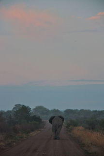 Goodmorning bush elephant The elephant didn't show any interest in us and just wondered off ... African Bush Elephant,African bush elephant,Fall,Geotagged,Loxodonta africana,South Africa