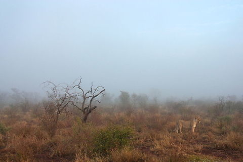 Lioness watching sunrise We found 4 lionesses. (2 half sisters and 2 big cubs) When I took this picture I had no idea we would see them making a kill two minutes later... Fall,Geotagged,Lion,Lioness,Panthera leo,South Africa