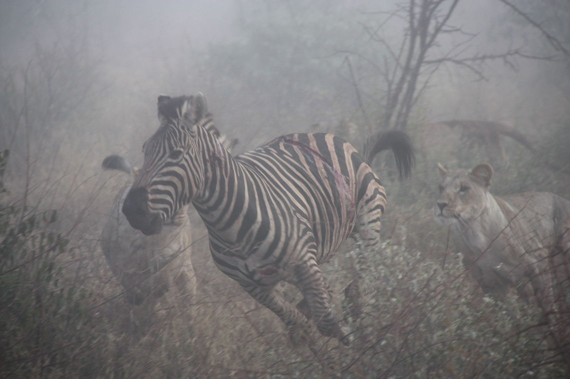 Lionesses kill zebra Out of nowhere we suddenly heard about 20 zebra galopping. They came out of the mist, the two adult lionesses jumped out of nowhere and tried to kill the zebra... Amazing! Fall,Geotagged,Lion,Lion kill,Panthera leo,South Africa,lion,madikwe